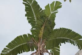 Image result for Aiphanes