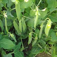 Image result for Pisum