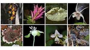 Image result for Virectaria major