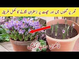 How To Grow Saffron Zafran At Home In Pots At Your Roof Or In Kitchen Garden Youtube Kitchen Garden Saffron Plant Growing Saffron