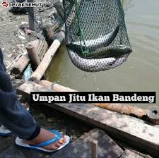 We did not find results for: Wajib Tahu Tips Mancing Ikan Bandeng Dan Umpan Galaknya Jejaksemut