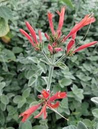 Image result for Dicliptera sericea