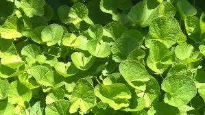 Image result for Tricalysia bagshawei