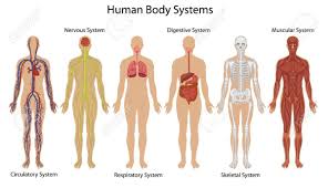 Human muscle system, the muscles of the human body that work the skeletal system, that are under voluntary control, and that are concerned with the following sections provide a basic framework for the understanding of gross human muscular anatomy, with descriptions of the large muscle groups. Understand How Your Workout Works In Your Body Part 1 Stephane Andre