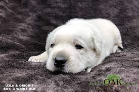A litter of yellow labrador puppies and black labrador puppies arrived august breeding yellow labrador in shade of white and golden yellows. Getting A Labrador Puppy Online Labrador Puppies For Sale Labrador Puppy Puppies