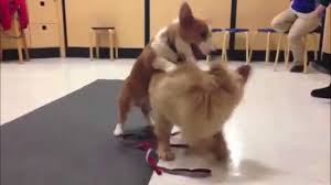 Sometimes You Just Need To See A Corgi And Golden Retriever Play Together Barkpost