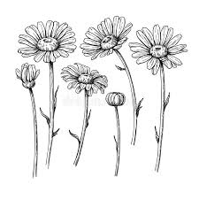 Disegni tumblr fiori bellissimi rosa fatta con matite colorate. Margherita Illustrazioni Vettoriali E Clipart Stock 89 641 Illustrazioni Stock