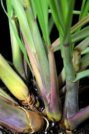Image result for Cymbopogon citratus
