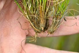 Image result for Tetraria