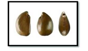 Image result for Mimusops