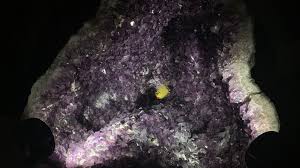Why Is There A Stuffed Animal Inside A Rock At A Denver Museum 9news Com