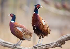 Pastured rabbits and poultry (chicken, turkey, duck and pheasant) are sold as well. From Asia To America A History Of Pheasants In America Meadow Brook Game Farm