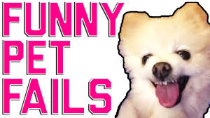 From big cats in the wild to domesticated pets, it seems that all animals are clumsy now and again. Funny Animal Fails 2016 Animal Compilation From Failarmy Failarmy Failarmy Purrform Com