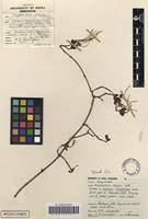 Image result for Strophanthus luteolus