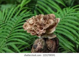 Image result for Polyporus pendulus