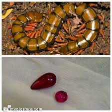 We did not find results for: Mustika Alam Batu Mustika Benda Bertuah Pusaka Gaib Sepasang Geliga Lipan