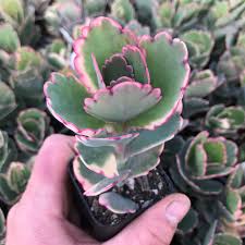 Image result for Kalanchoe fedtschenkoi
