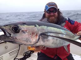 Download this free photo about young girls posing, and discover more than 8 million professional stock photos on freepik. Skipjack Tuna Loin Tuna Loin Nutrition Tuna Loin Indonesia Tuna Loin Factory Fresh Tuna Loin