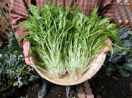 簡単レシピ付き！】手軽にベランダ菜園！シャキシャキの水菜をプランターで栽培しよう！ - みんなのブログ | 体験農園なら貸し農園（市民農園）のシェア畑