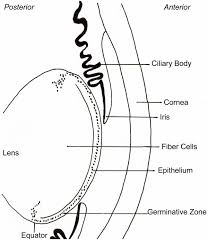 Lens and anterior eye. Cross sectional diagram of the anterior portion...