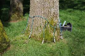 What Are My Emerald Ash Borer Management Options Valley Green Companies