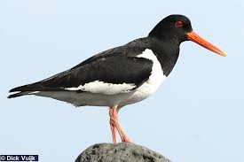 Black And White Bird With Long Orange Beak In Scotland Birds Of Iceland