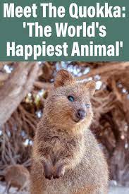 Meet The Quokka The World S Happiest Animal Quokka Happy Animals Animals