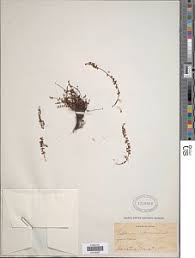 Image result for Asplenium mildbraedii