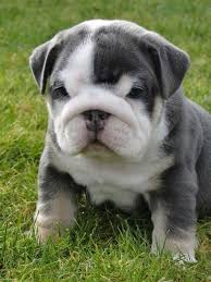 Twitter Fabulousanimals Grey Miniature English Bulldog Cute Animals Cute Dogs Baby Animals