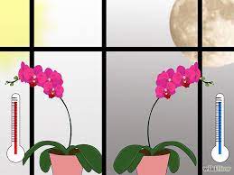 How To Care For Phalenopsis Orchids Moth Orchids Moth Orchid Cymbidium Orchids Care Orchids