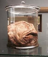 Football +‎ fish, from its shape. Found In The Zoology Museum Of Copenhagen Labelled Artic Football Fish 9gag