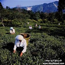 مقتطفات من بريدي الأرشيف الصفحة 10 منتديات تداول