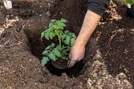 Or you can opt to make a smaller succulent garden directly indoors. Plant Tomatoes Deep For Better Stronger Growth