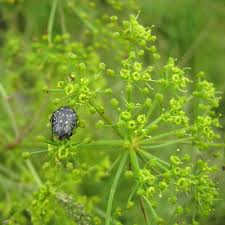 Image result for Berula