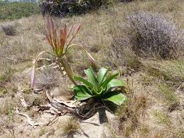 Image result for Crinum stuhlmannii