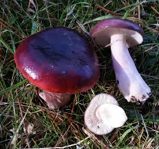 Image result for Russula perlactea