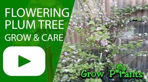 Check spelling or type a new query. Flowering Plum Tree How To Grow Care