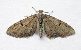 Image result for Eupithecia indigata