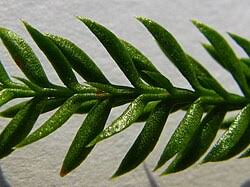 Image result for Discopodium