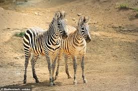 Hoping that this answer helped you. Why Zebras Have Stripes Black And White Pattern Dazzles Blood Sucking Flies Daily Mail Online