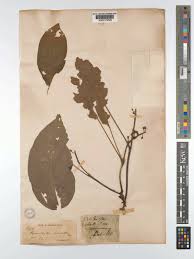 Image result for Hymenodictyon