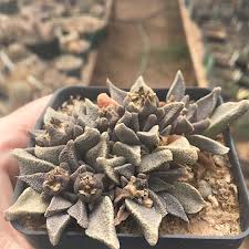 Image result for Nananthus vittatus