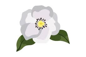 Image result for Rosa laevigata