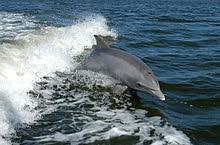 Dolphin Wikipedia