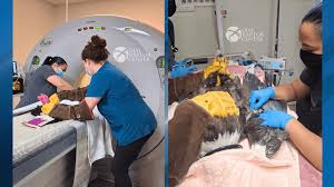 Injured bald eagle gets life-saving transfusion from Bakersfield's CALM eagle, Spirit