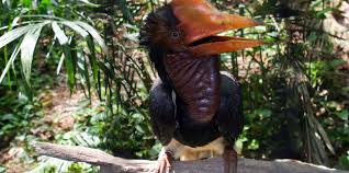 However in their indonesian homeland. Helmeted Hornbill Wild For Life