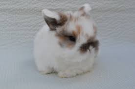 Fisher Farms Rabbitry Quality Breeders Of Holland Lop Rabbits