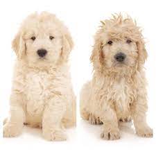 Visit our site stud services available dm utahgoldendoodles.co. Grooming Tips Teddybear Goldendoodles