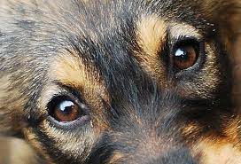 A dog's eye shape is mostly caused by eyelids. How To Draw Dog Eyes 10 Steps Drawing Dog