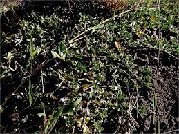 Image result for Anisotes formosissimus